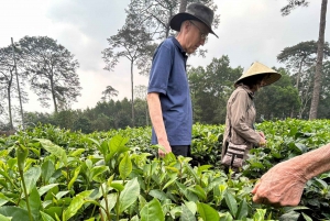 Hanoi Eco Tour: Ba Vi National Park Wonders & Tea Plantation