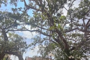 El patrimonio de Hanói: la antigua aldea de Nom y el arte popular de Dong Ho