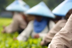 Hanói: ceremonia del té, clase de cocina y tradiciones familiares