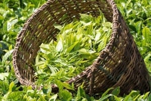 Hanói: ceremonia del té, clase de cocina y tradiciones familiares