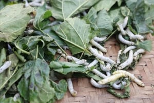 Hanoi: Thay Pagoda, Tay Phuong Pagoda, Van Phuc Silk Village