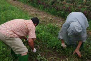 Hanoi: Village Farm Tour and Cooking Class with Lunch
