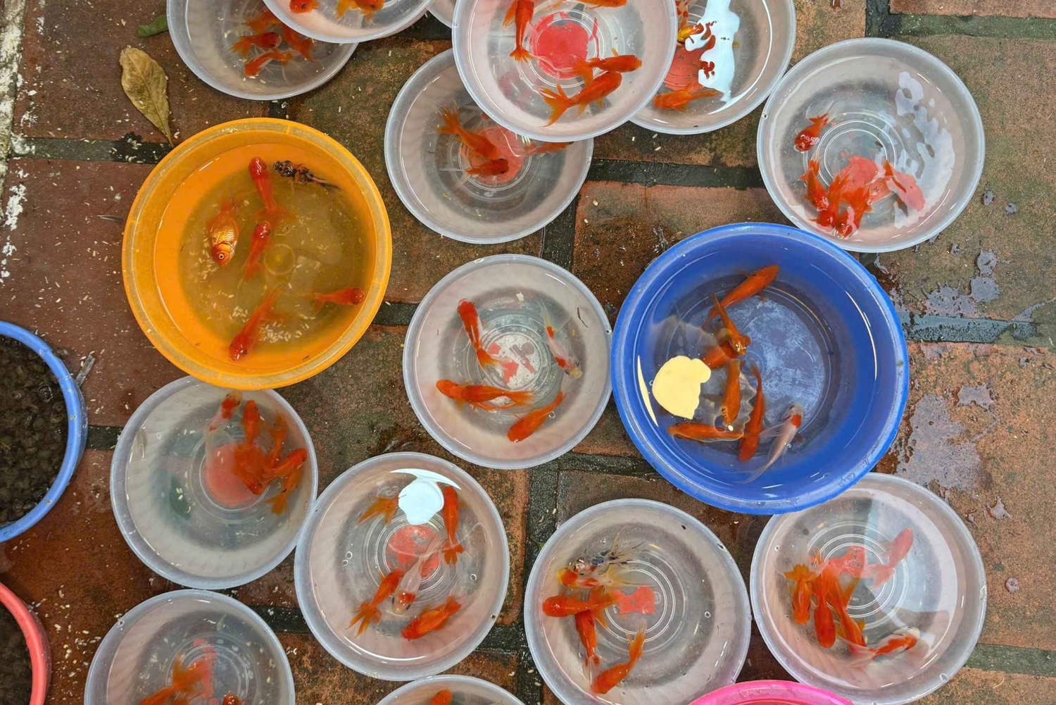 Hanoi: West Lake Cycling Tour with Dinner