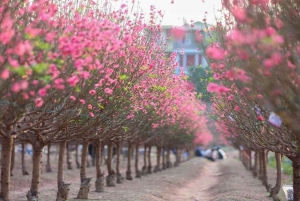 Hanoi WestLake Scenic Tour & Flower Valley & Train Street