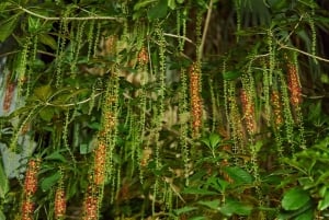Hanói: oficina de escultura em madeira e refeição cultural numa moradia com jardim