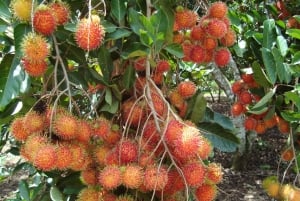 HCMC: Cai Rang Floating Market & Mekong Delta Private Tour