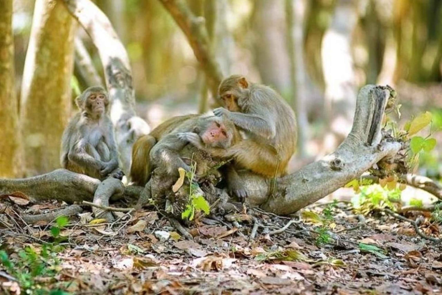 Ho Chi Minh: Can Gio Mangrove and Monkey Island