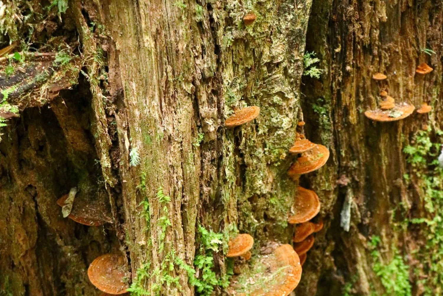 Ho Chi Minh: Bidoup i Ta Giang – 2-dniowa wycieczka trekkingowa