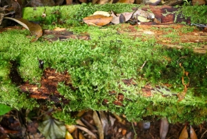 Ho Chi Minh: Bidoup i Ta Giang – 2-dniowa wycieczka trekkingowa