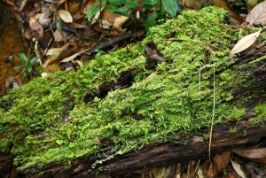 Ho Chi Minh: Bidoup i Ta Giang – 2-dniowa wycieczka trekkingowa