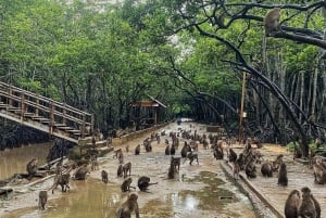 Ho Chi Minh Ville : Can Gio Monkey Island Excursion d'une journée avec déjeuner