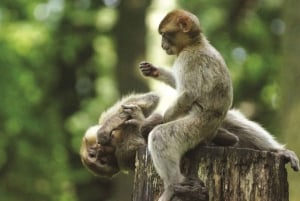 Ho Chi Minh-byen: Can Gio Monkey Island Dagstur med lunsj