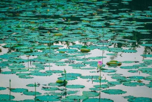 Ho Chi Minh: Half day Green Oasis Bike Tour