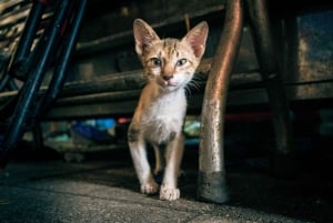 Ho Chi Minh City: Highlights & Hidden Gems Walking Tour
