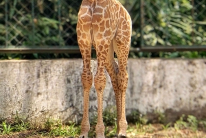 Ho Chi Minh City: Zoo & History Museum Guided Tour