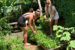 Ho Chi Minh: Fruit Garden & Farm-to-Table Experience