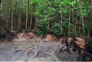 Ho Chi Minh: Tour privato della foresta di mangrovie di Can Gio