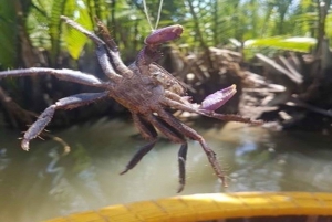 Hoi An: Bay Mau madlavningskursus med valgfri markeds- og kurvetur