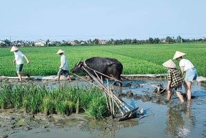 Hoi An: På landet med cykling, bøffelridning og landbrug