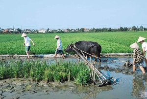 Hoi An: Countryside by Cycling, Buffalo Riding & Do Farming