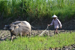 Hoi An Countryside full day: 23 Km Small Group Bicycle Tour