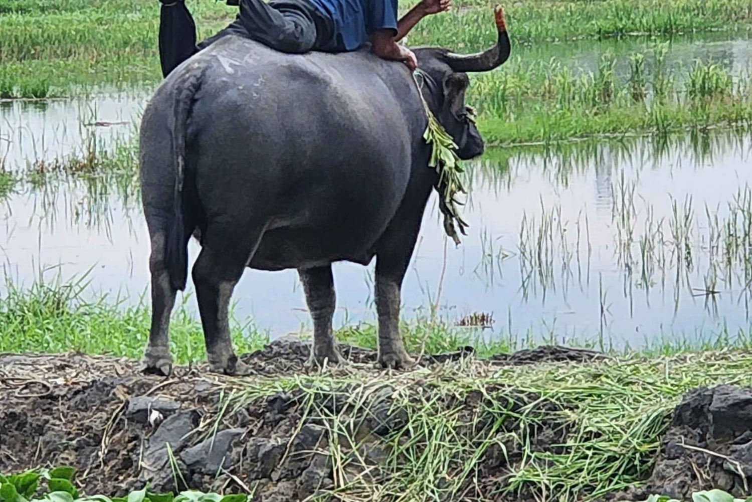 Hoi An: prywatna wycieczka po wiejskich wioskach i wyspach rzecznych