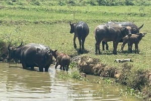 Hoi An: prywatna wycieczka po wiejskich wioskach i wyspach rzecznych