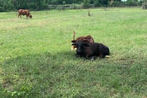 Hoi An: prywatna wycieczka po wiejskich wioskach i wyspach rzecznych