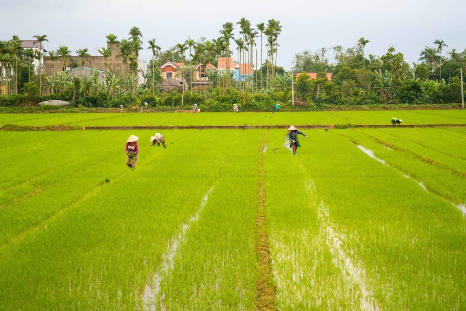 Hoi An: Hoi Hoi: Aamupäivän maaseutukierros pyörällä