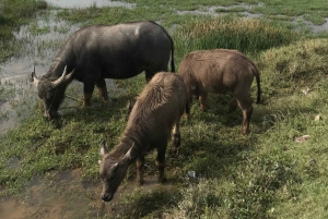 ホイアンの田舎でのサイクリングとオーガニック農場での料理