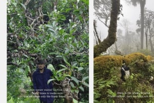 Hoi An: Workshop de Chá Vietnamita, desperta os teus sentidos