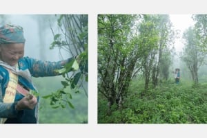 Hội An : atelier de thé vietnamien, éveiller vos sens