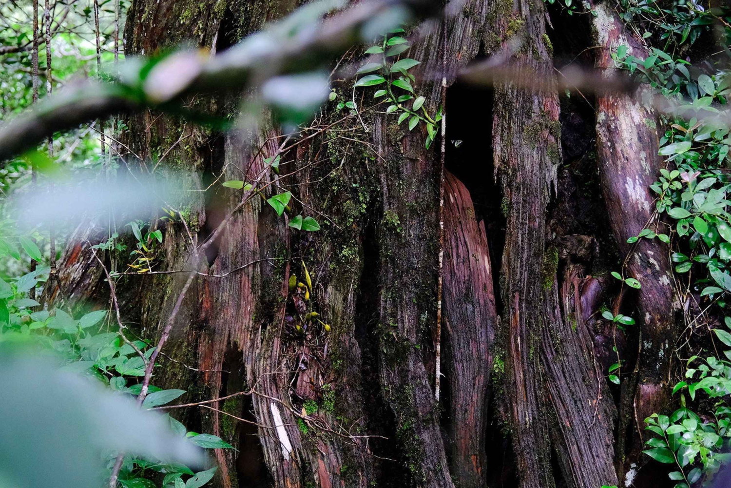 In the heart of Phong Nha – the legendary Calocedrus forest