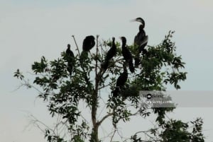 カントー：鳥類の専門家とルンゴックホアン自然保護区