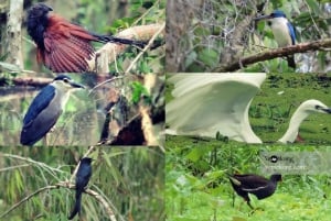 カントー：鳥類の専門家とルンゴックホアン自然保護区