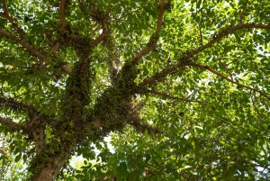 Ho Chi Minh Citystä: 3 päivän Mekong Delta Tour Phnom Penhiin