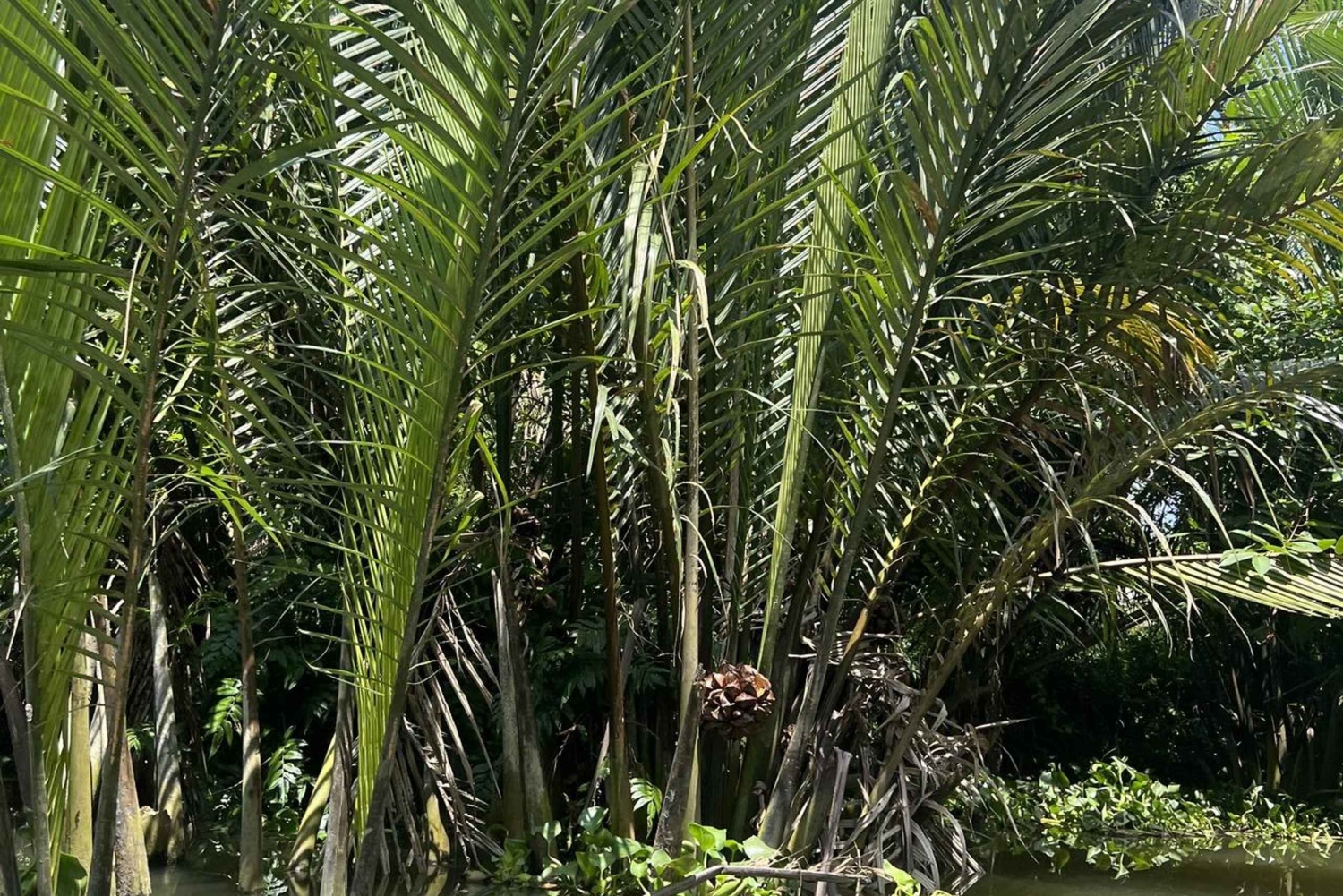 Delta del Mekong: gita di 1 giorno autentica con Pineapple Kingdom