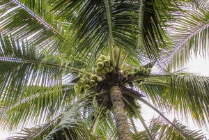 Mekong Delta: My Tho & Ben Tre Full-Day Trip in Small Group