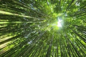 Mu Cang Chai: 2-Day Motorbike Tour to Sapa with Homestay