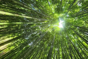 Mu Cang Chai: tour in moto di 2 giorni a Sapa con alloggio in famiglia