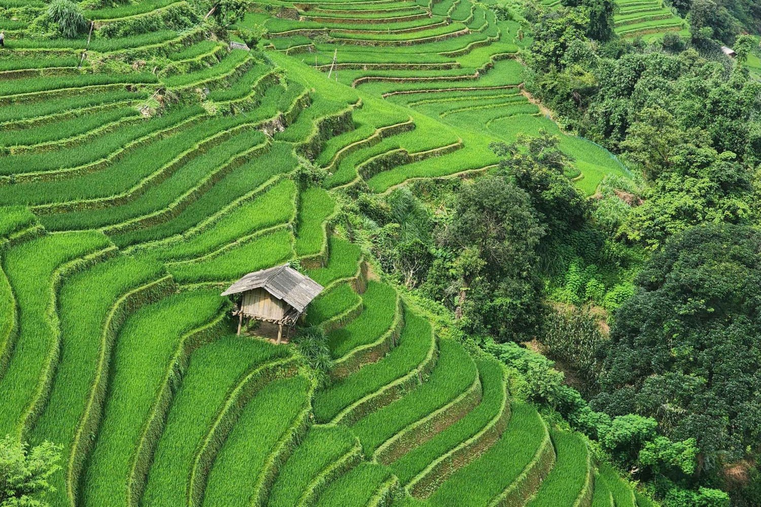 Mu Cang Chai: Full-Day Trek with Lunch and Batik Workshop