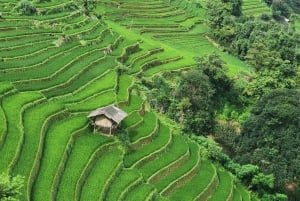 Mu Cang Chai: Full-Day Trek with Lunch and Batik Workshop