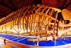 Mui Ne: Nui Neui: Paras päivä Ta Cu vuoristoköysiradalle ja makaavalle Buddhalle.