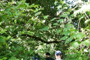 My Son-helgedomen och bergsvandring - Pilgrimsresa