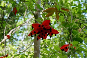 My Son-helgedomen och bergsvandring - Pilgrimsresa