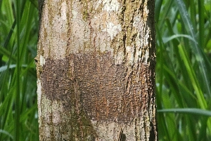 My Son-helgedomen och bergsvandring - Pilgrimsresa