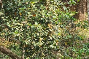 My Son-helgedomen och bergsvandring - Pilgrimsresa