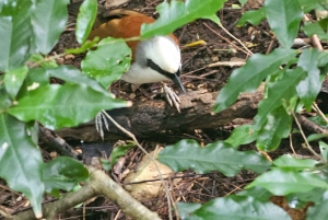 My Son-helgedomen och bergsvandring - Pilgrimsresa