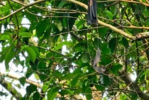 My Son-helgedomen och bergsvandring - Pilgrimsresa