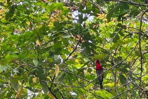 My Son-helgedomen och bergsvandring - Pilgrimsresa